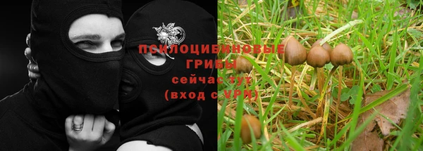 ПСИЛОЦИБИНОВЫЕ ГРИБЫ Гусиноозёрск